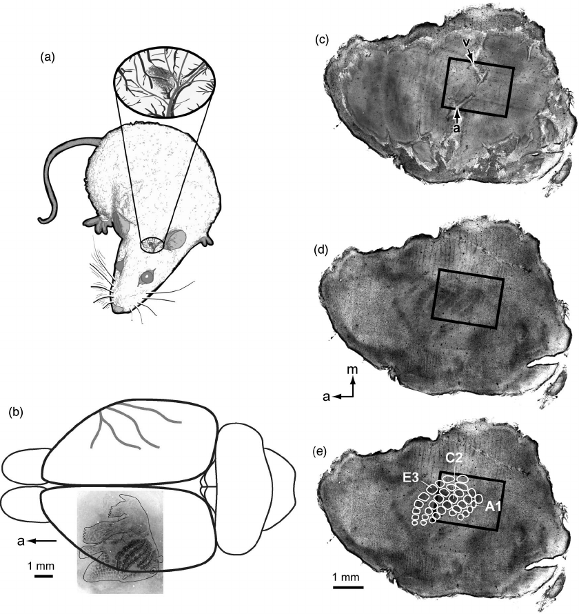 840x890 a drawing of a rat with the surface of the whisker cortex shown - Whisker Drawing