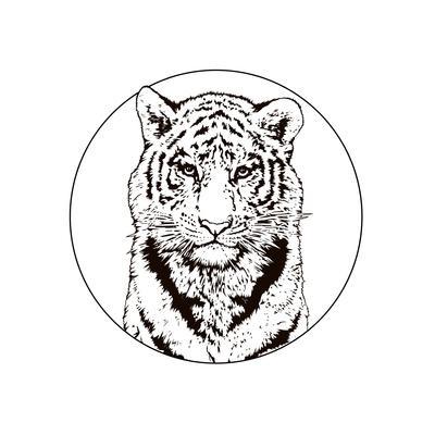 400x400 graphic drawing of a bengal tiger wildlife big cat art print - White Bengal Tiger Drawing