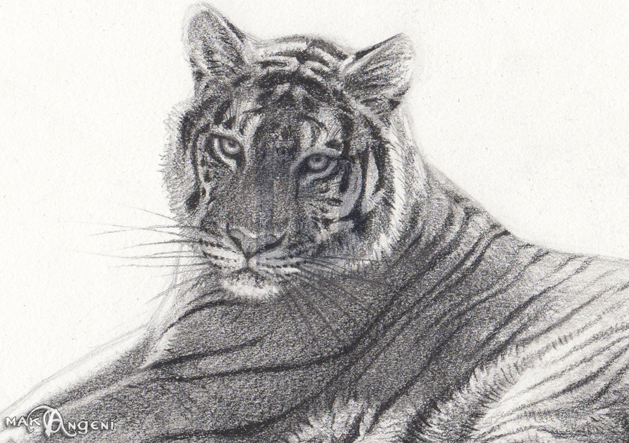 900x635 how to sketch a bengal tiger, step - White Bengal Tiger Drawing