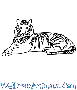 300x350 how to draw a bengal tiger - White Bengal Tiger Drawing