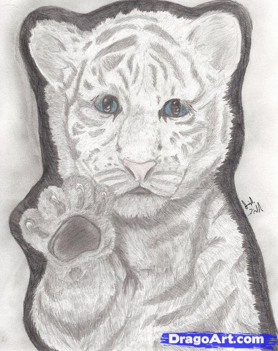 560x708 how to draw a white bengal tiger cub, step - White Bengal Tiger Drawing