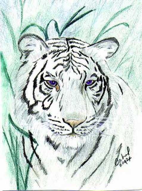 477x640 terri cabral artwork royal white bengal tiger original drawing - White Bengal Tiger Drawing