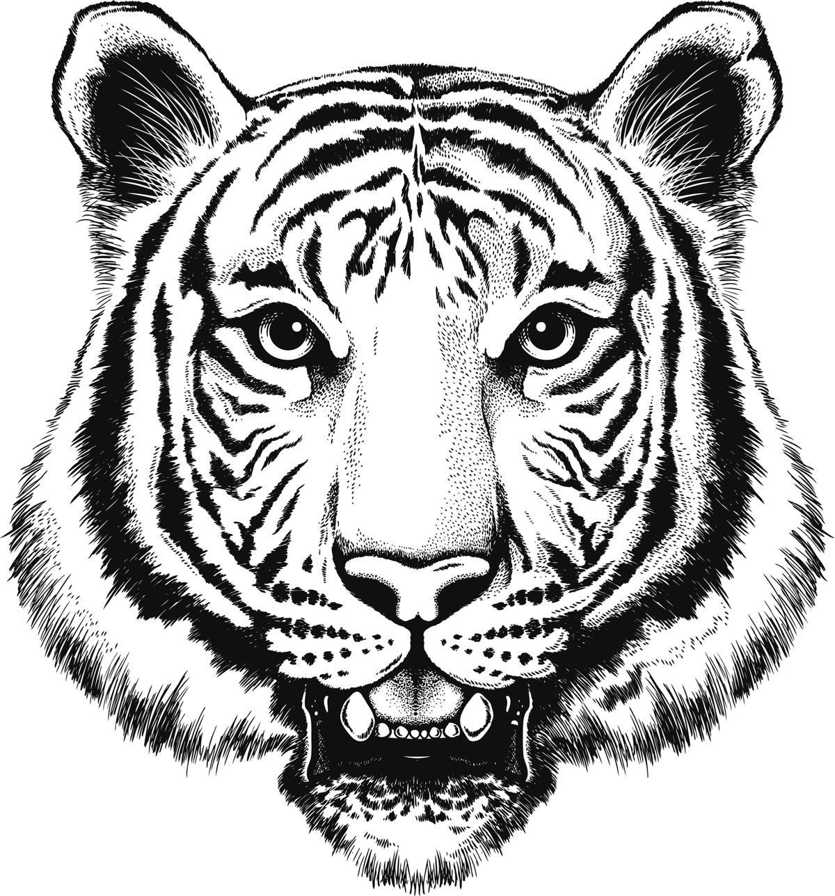 1200x1288 tiger drawing images easy tiger clipart silhouette pencil - White Bengal Tiger Drawing
