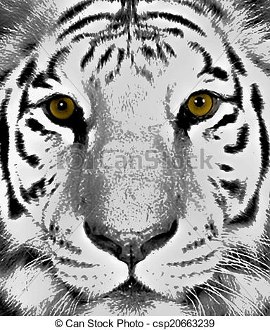 384x470 tiger eyes drawing of a gorgeous front facing bengal tiger - White Bengal Tiger Drawing