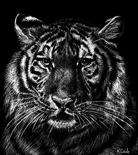 444x500 lithograph printtiger a pen and ink on scratchboard - White Bengal Tiger Drawing
