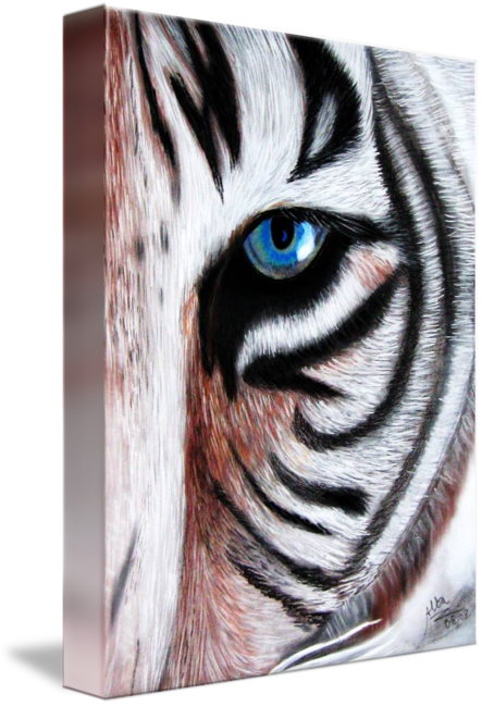 443x650 white bengal tiger - White Bengal Tiger Drawing