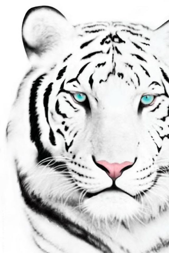 640x960 white bengal tiger animals white tiger tattoo, tiger tattoo - White Bengal Tiger Drawing