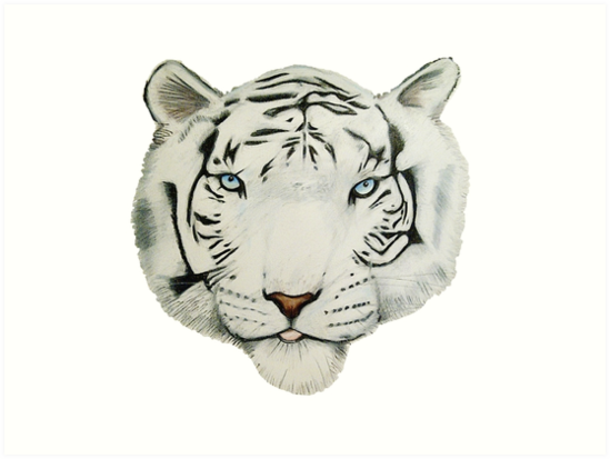 549x413 white tiger - White Bengal Tiger Drawing