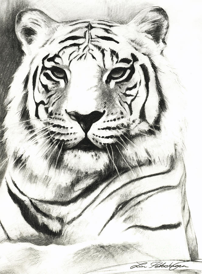 664x900 white tiger portrait drawing - White Bengal Tiger Drawing