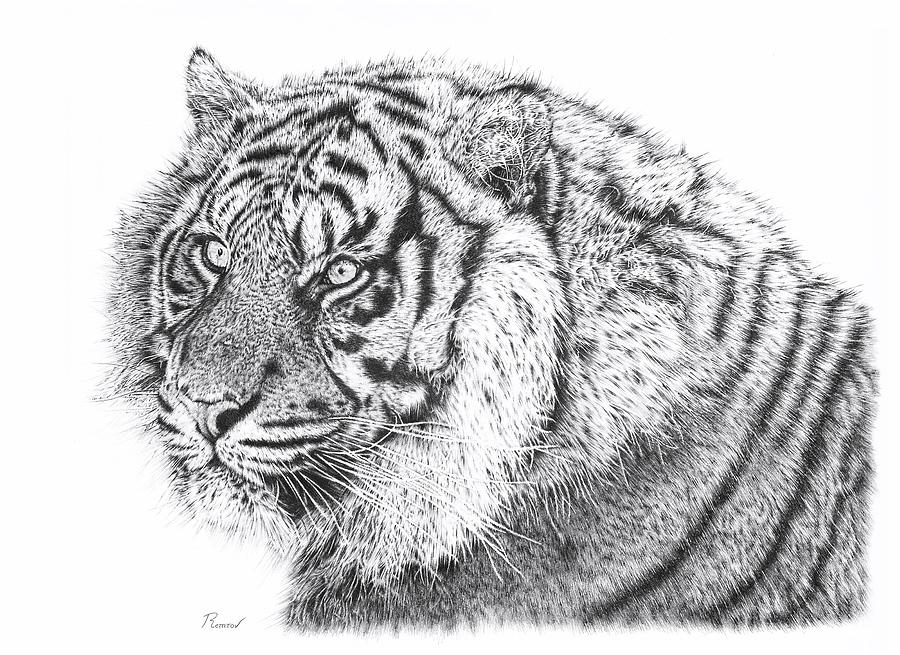 900x655 bengal tiger drawing - White Bengal Tiger Drawing
