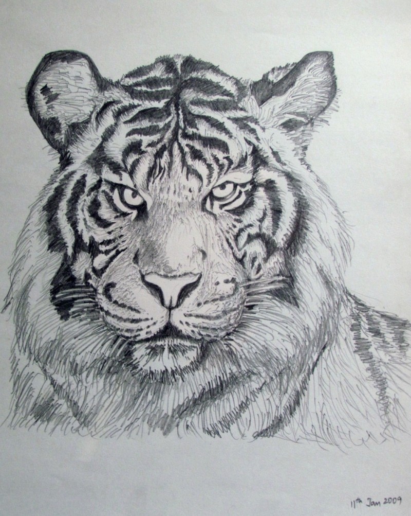 White Bengal Tiger Drawing at PaintingValley.com | Explore collection ...