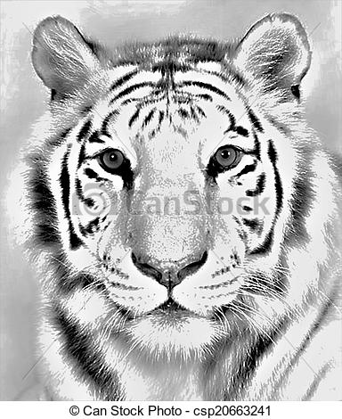 384x470 bengal tiger drawing drawing of a gorgeous front facing bengal tiger - White Bengal Tiger Drawing