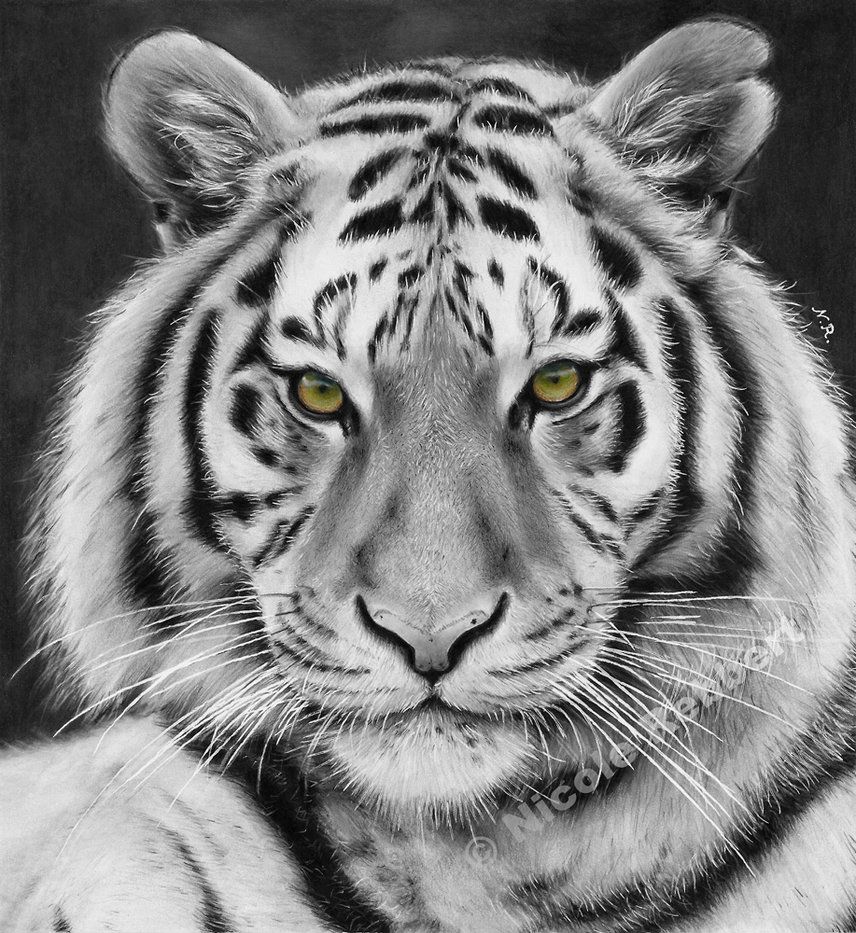 856x933 black and white tiger - White Bengal Tiger Drawing