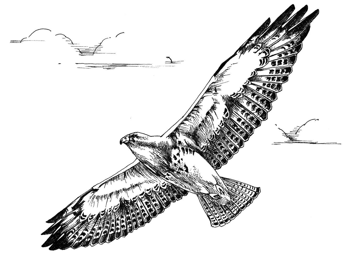 1475x1135 Fileblack And White Line Art Drawing Of Swainson Hawk Bird - White Bird Drawing