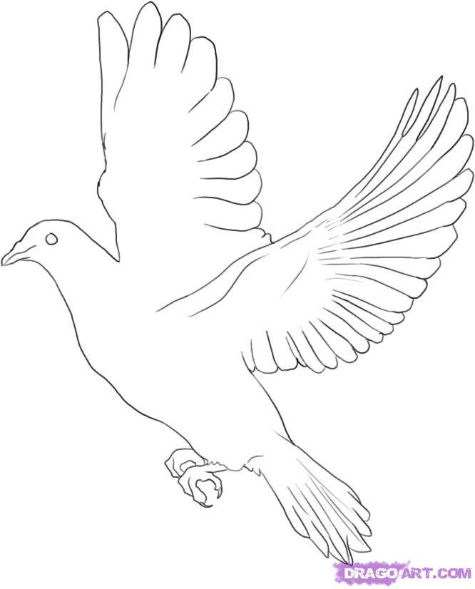 666x826 How To Draw A Dove, Step - White Bird Drawing
