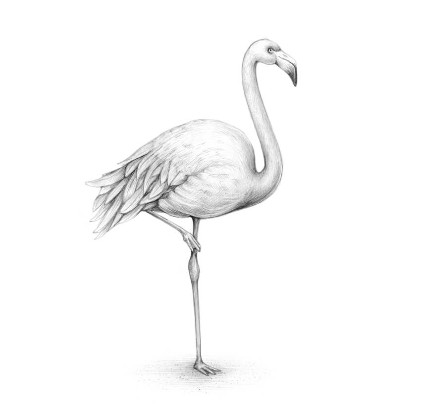 850x837 How To Draw A Flamingo - White Bird Drawing