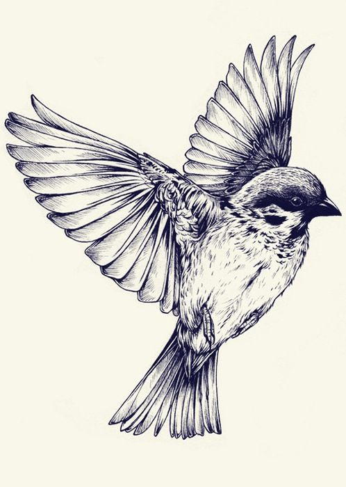 498x700 Black And White Bird Drawings - White Bird Drawing
