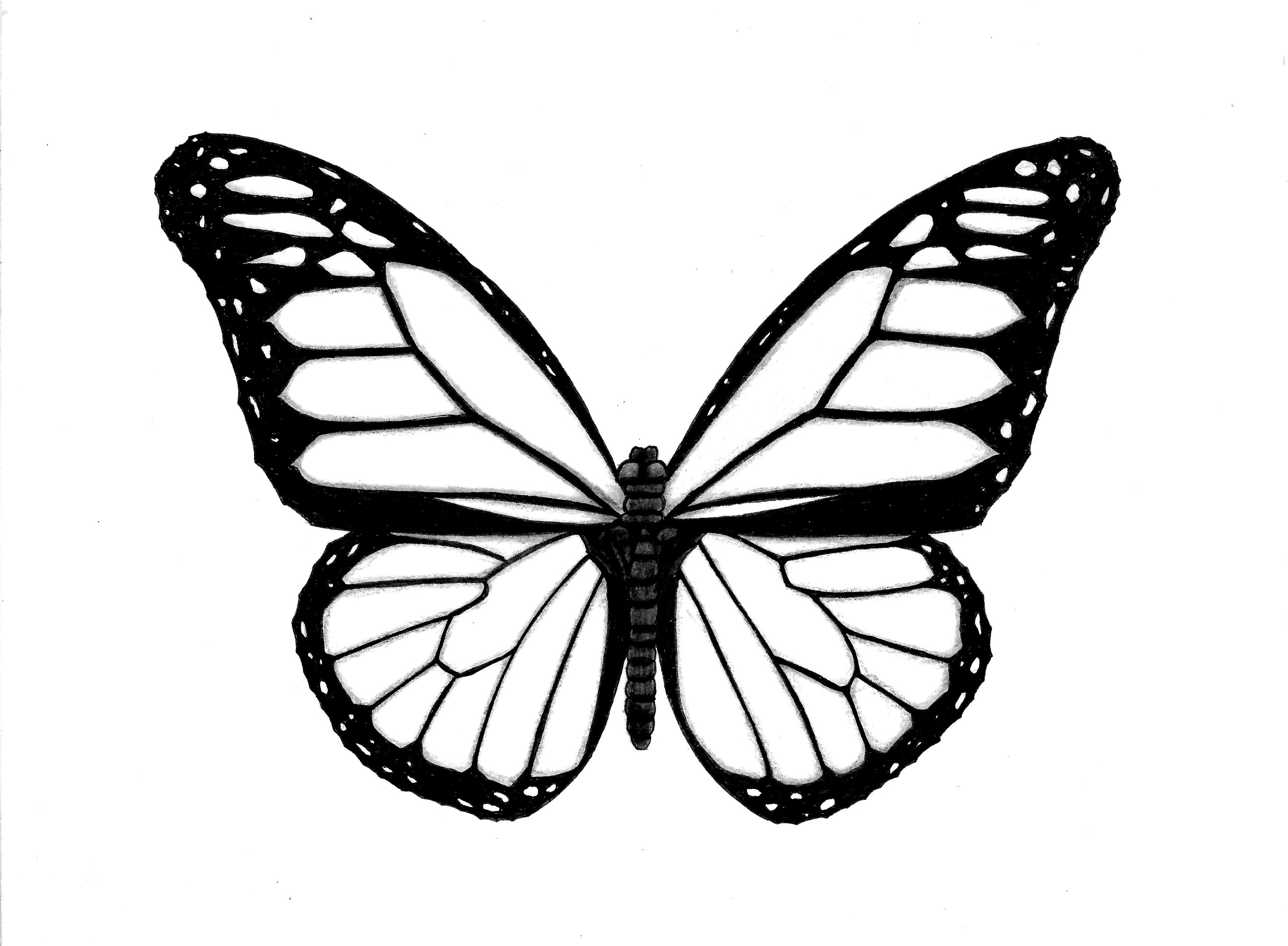 2688x1975 Black And White Butterfly Pen And Ink Drawing Print - White Butterfly Drawing
