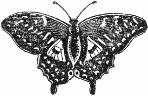 300x195 Butterfly - White Butterfly Drawing