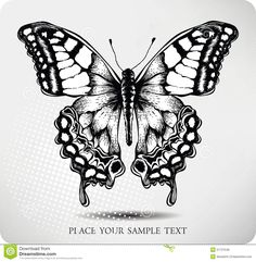 236x241 butterfly drawings black and white butterfly drawing image - White Butterfly Drawing