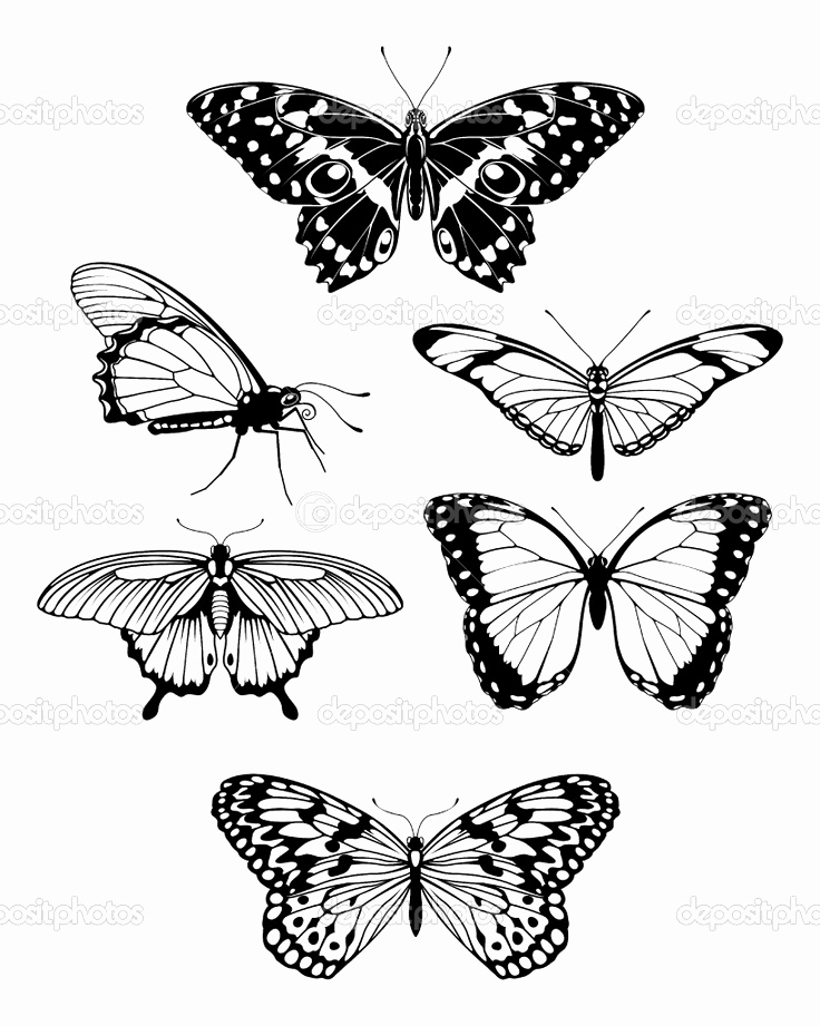 736x921 butterfly drawings black and white best of black and white art - White Butterfly Drawing