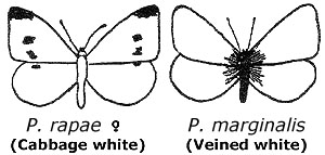 300x143 Cabbage White Butterfly - White Butterfly Drawing