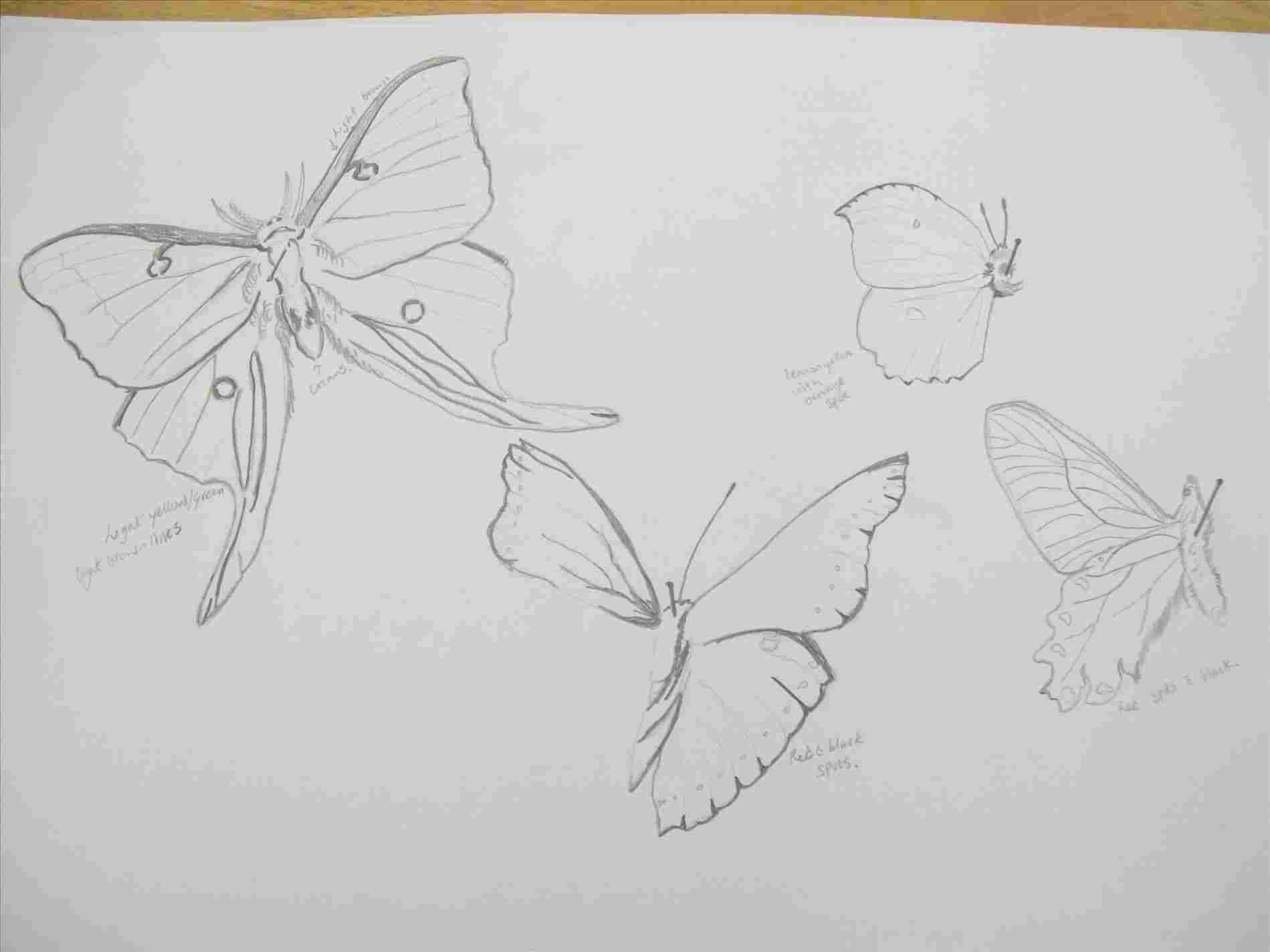 1899x1424 Creative Sketch Butterfly Drawing - White Butterfly Drawing