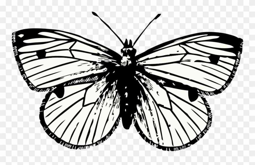880x570 Free Clipart Cabbage Moth Johnny Automatic Rh - White Butterfly Drawing
