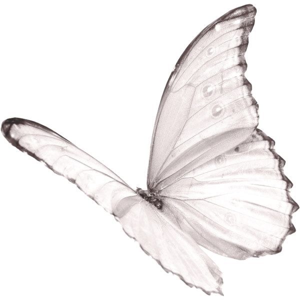 600x600 hello dolly tattoos white butterfly tattoo, butterfly - White Butterfly Drawing