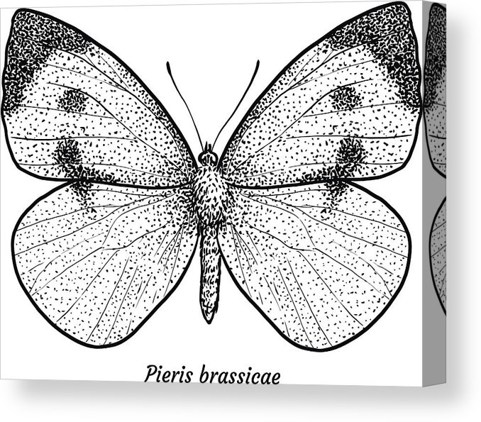 678x595 Large White Butterfly Illustration, Drawing, Engraving, Ink, Line - White Butterfly Drawing