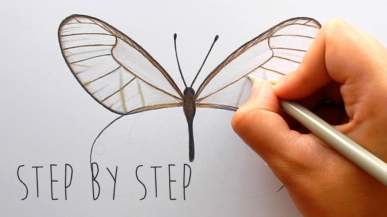 1280x720 Step - White Butterfly Drawing