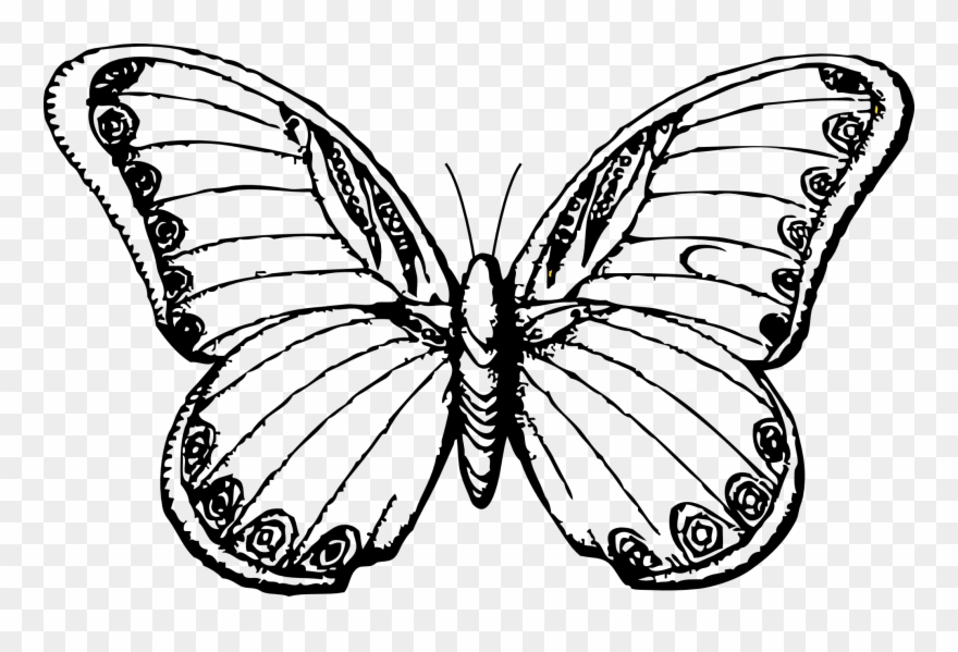 880x599 Black And White Butterfly At Getdrawings Com - White Butterfly Drawing