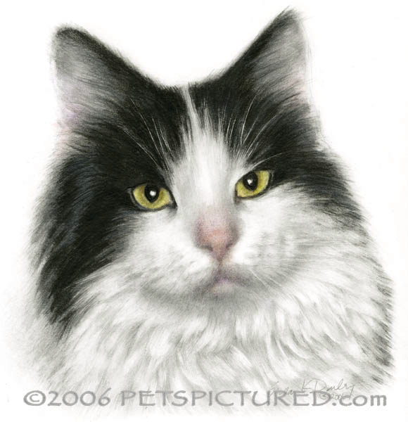 580x600 Marie, Long Haired Black White Cat - White Cat Drawing