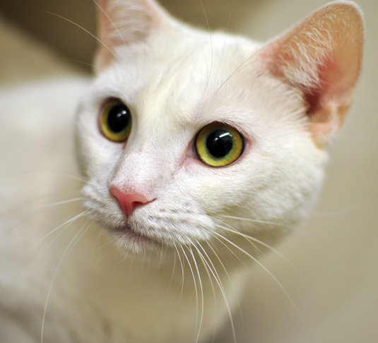 535x486 Now Or Never White Cat Face - White Cat Drawing