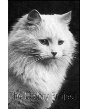308x382 The History Project The Black And White Cat Club - White Cat Drawing