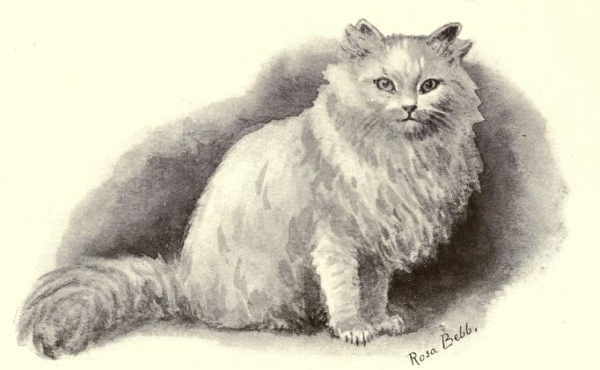 600x370 White Persian Cat Free Vintage Art - White Cat Drawing