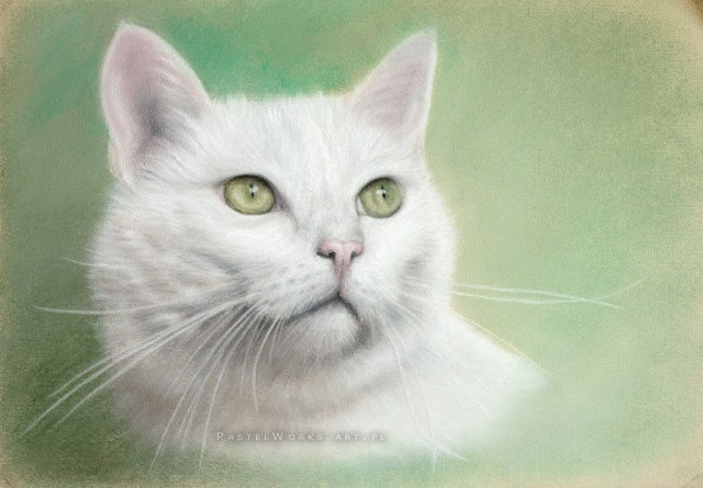 640x445 White Cat Pet Portraits Animal Art - White Cat Drawing