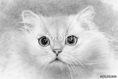 White Cat Drawing at PaintingValley.com | Explore collection of White ...