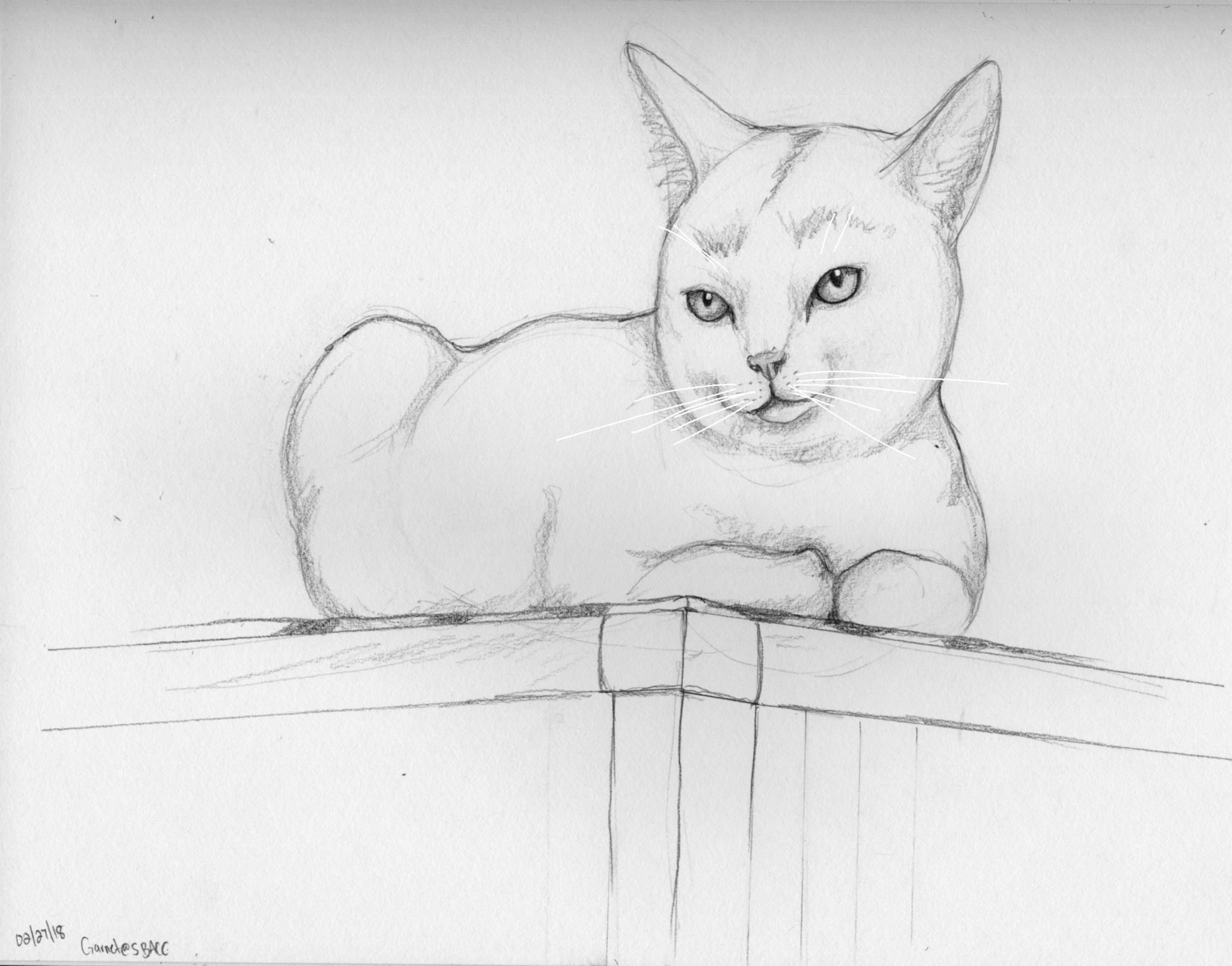 2048x1606 Cat Doodle Garnet Bad Drawings - White Cat Drawing