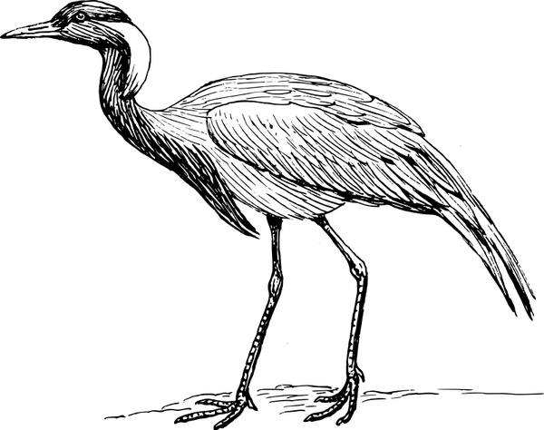 600x474 Demoiselle Crane Free Vector In Open Office Drawing - White Crane Drawing