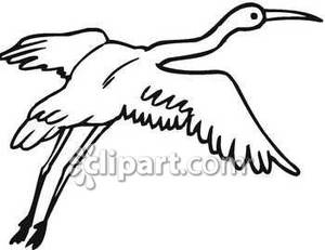 300x231 Flying Black And White Crane - White Crane Drawing