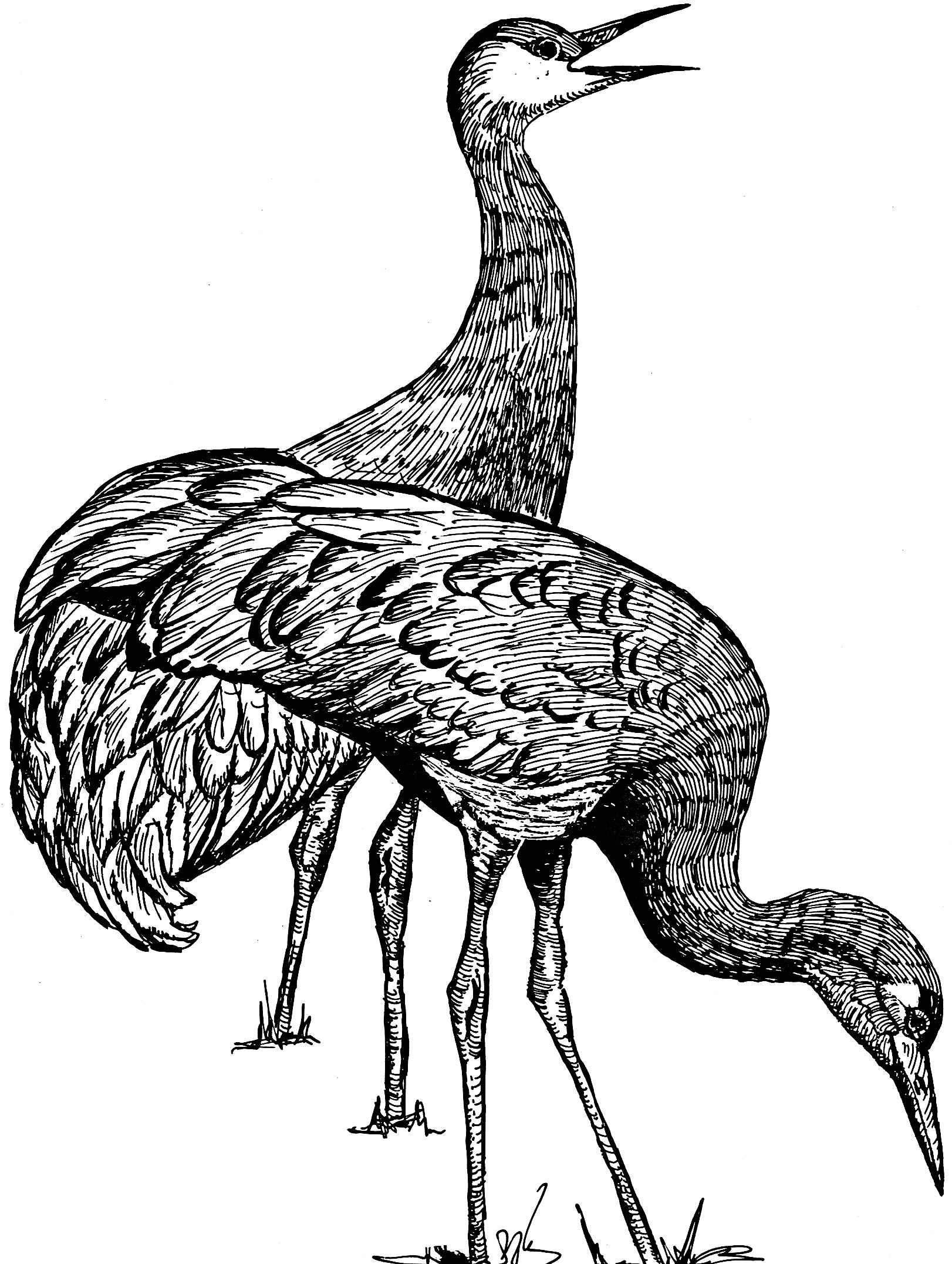 1622x2154 Free Picture Illustration, Line, Art, Black And White, Drawing - White Crane Drawing