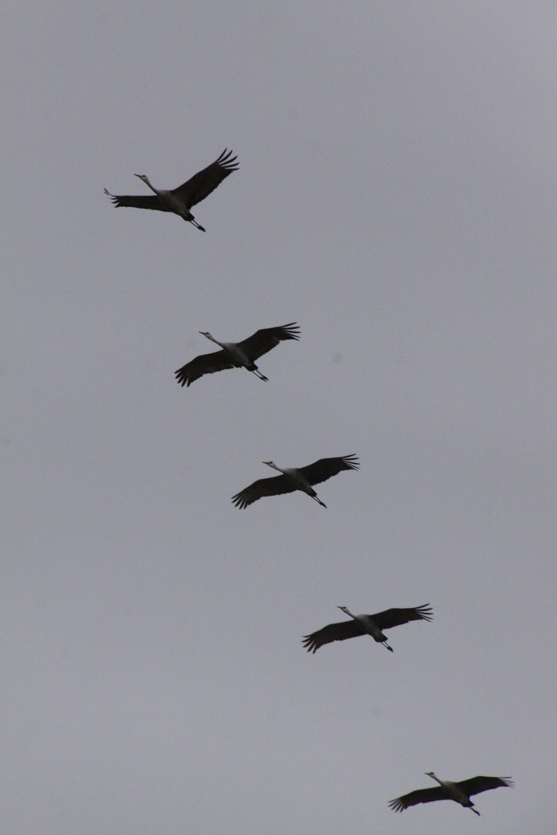 1800x2700 permit drawing for sandhill crane hunt august any leftover - White Crane Drawing