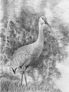 225x300 White Crane Drawings Fine Art America - White Crane Drawing