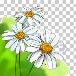 White Daisy Drawing