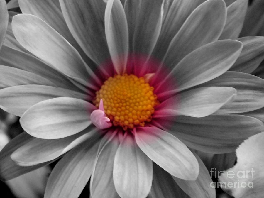 900x675 Black And White Daisy Drawing - White Daisy Drawing