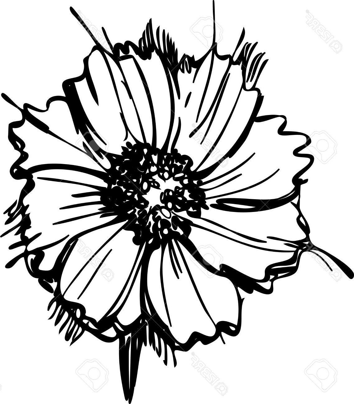 1139x1300 Black And White Daisy Drawing - White Daisy Drawing