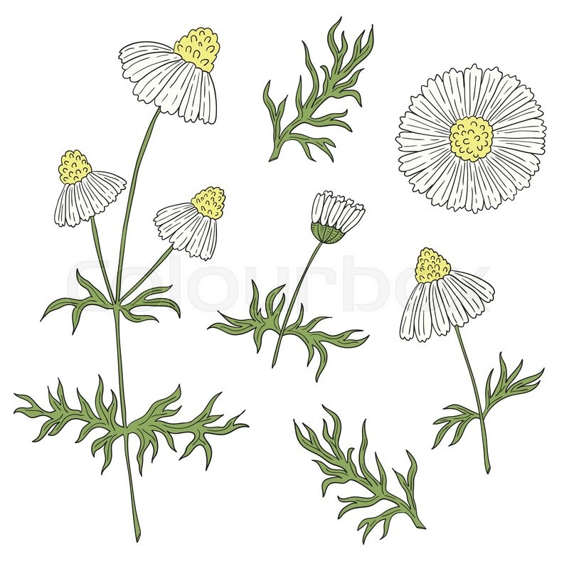 800x800 Camomile With Stem And Leaves Hand Stock Vector Colourbox - White Daisy Drawing