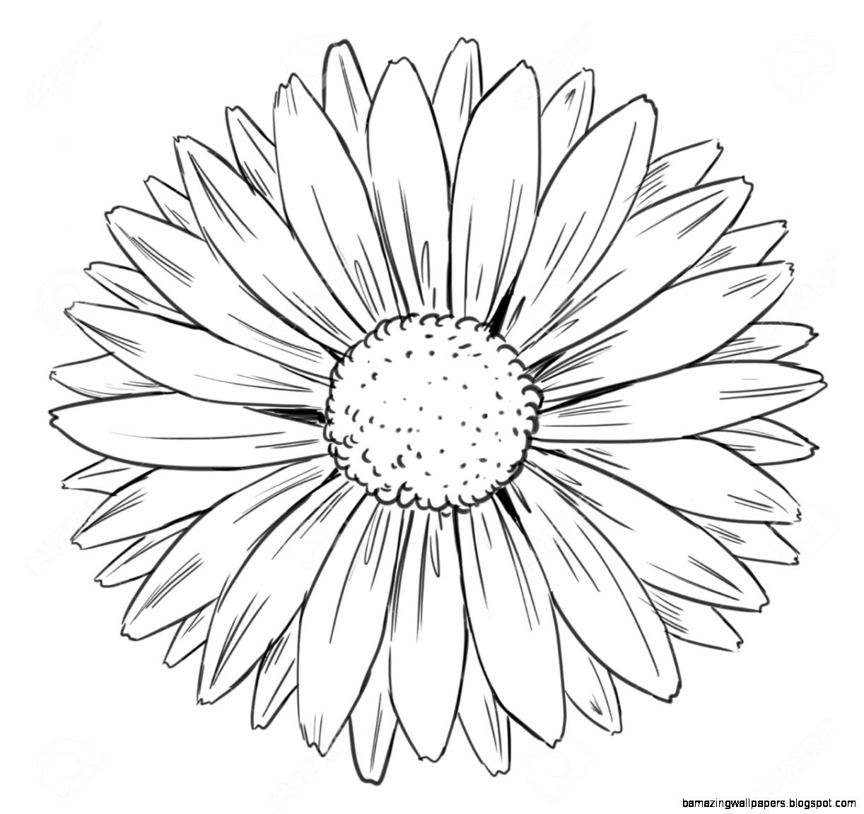 1222x1152 Daisy Black And White Drawing Amazing Wallpapers - White Daisy Drawing
