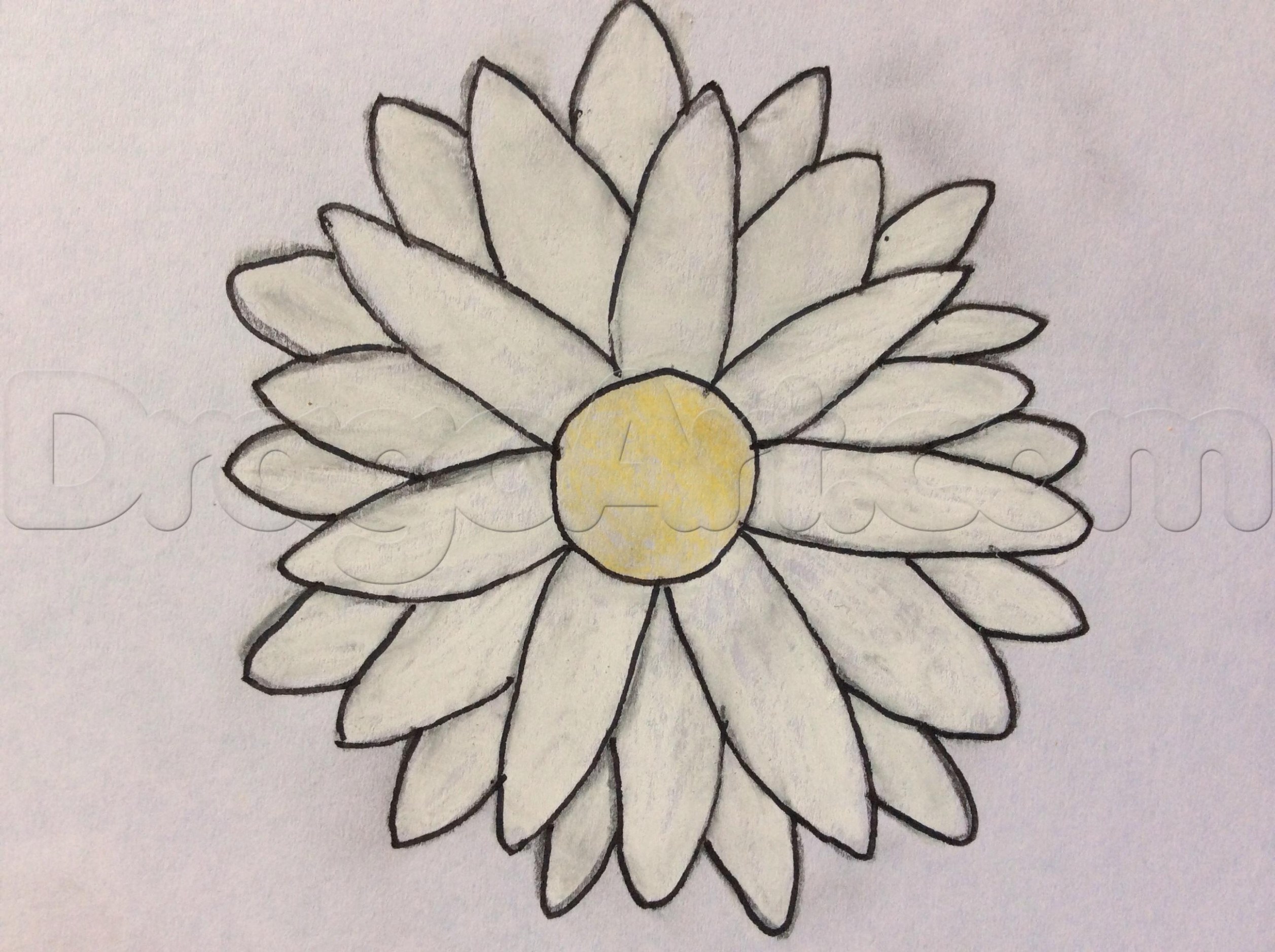 White Daisy Drawing at PaintingValley.com | Explore collection of White ...